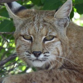 Bobcats in the Hood